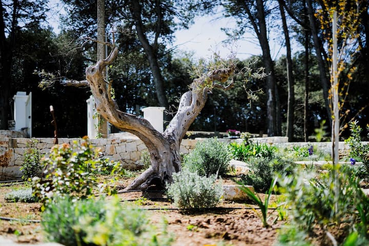 Trulli Pinacea gallery image 4