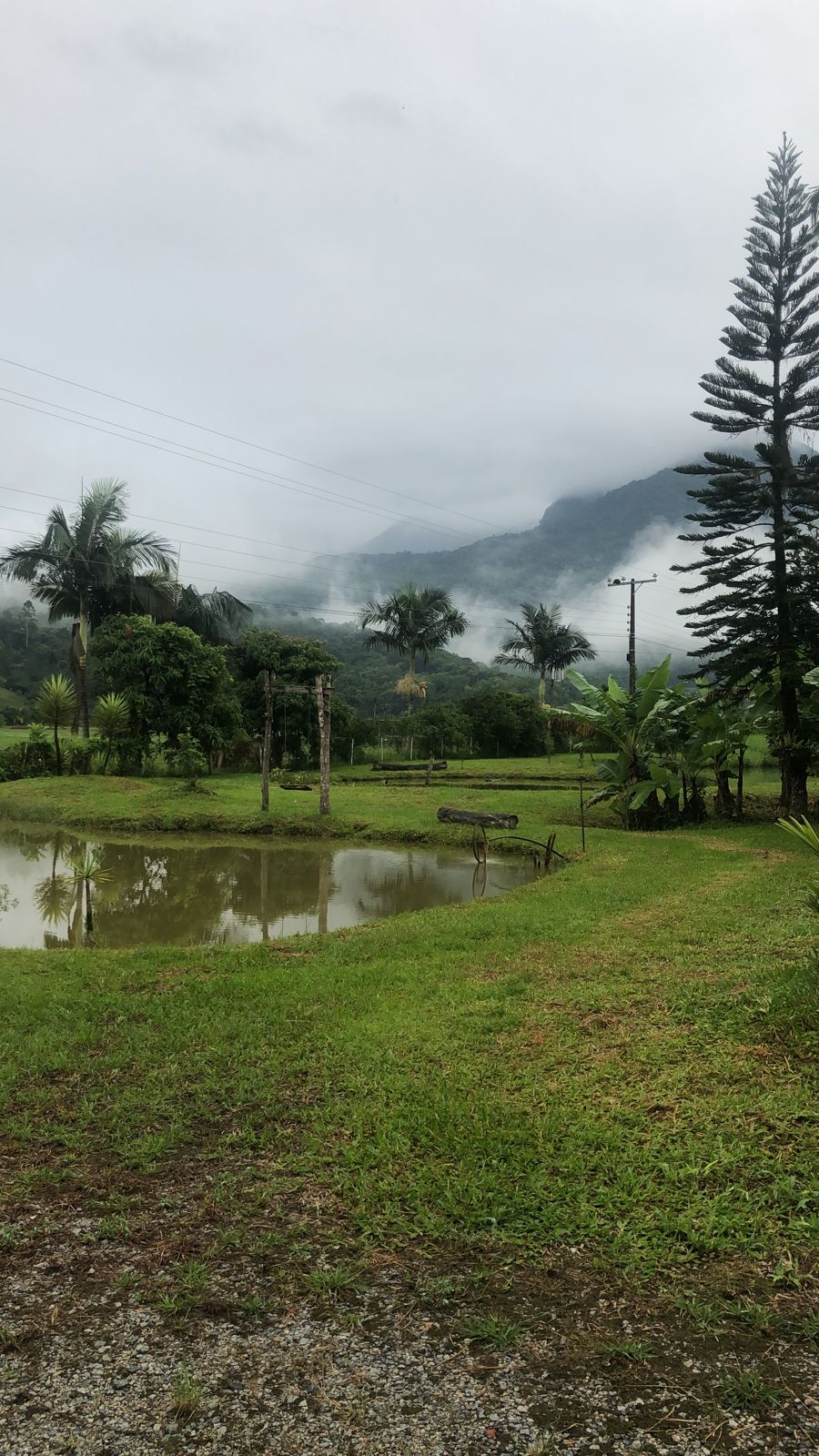 A serene outdoor landscape features a calm pond surrounded by lush greenery and palm trees. The background showcases mist-covered mountains, creating a tranquil setting. The area is spacious, inviting potential outdoor activities, with soft grass underfoot and a clear, overcast sky.