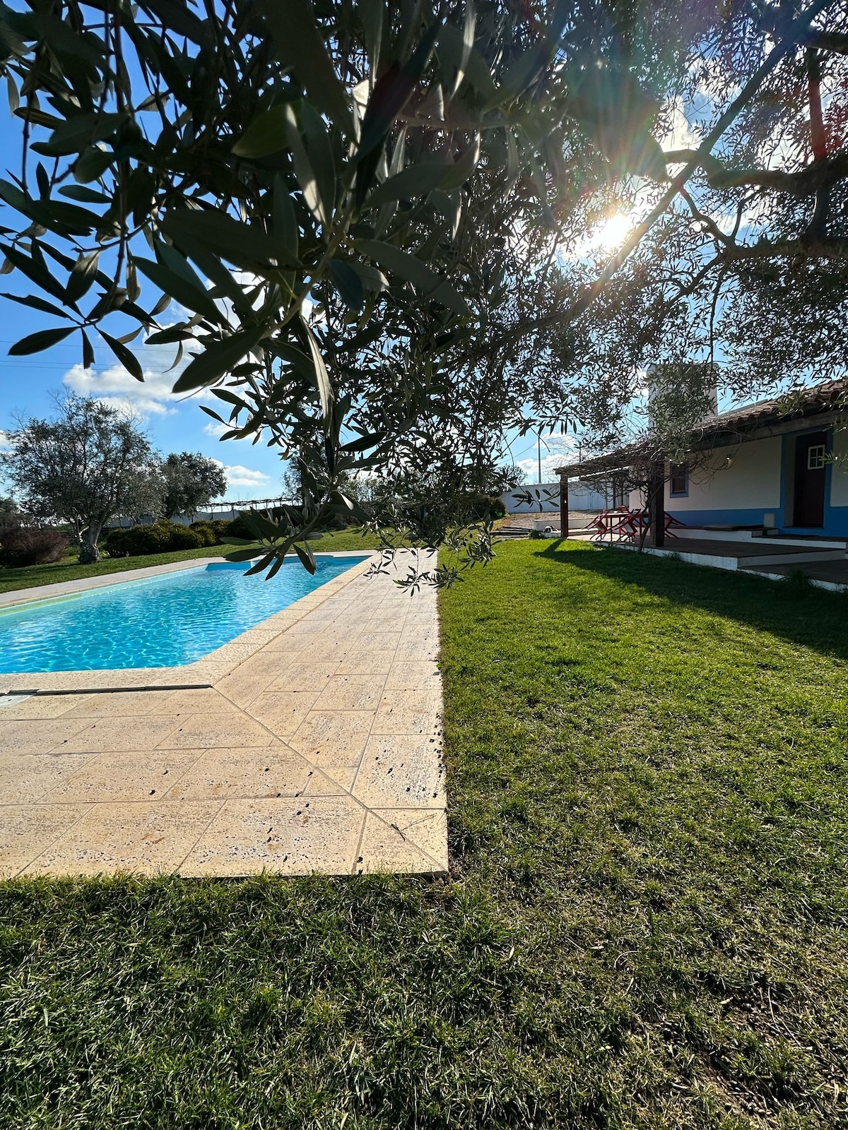 A serene outdoor setting features a glistening pool bordered by a stone deck. Lush green grass extends alongside the pool, with olive trees providing shade. A rustic house is visible in the background, reflecting a harmonious connection to the natural surroundings.