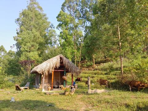 Experiment with local life