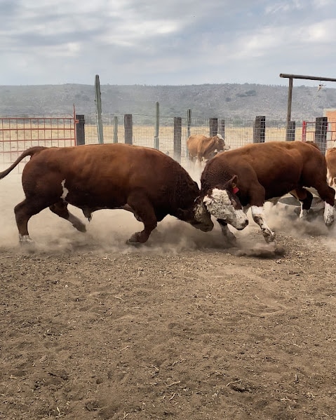 Two brown cattle are seen engaging in a natural behavior, pushing against each other in a dusty pen. The surrounding area is clearly marked with wooden fencing, while other cattle can be observed in the background, contributing to the rural ambiance.