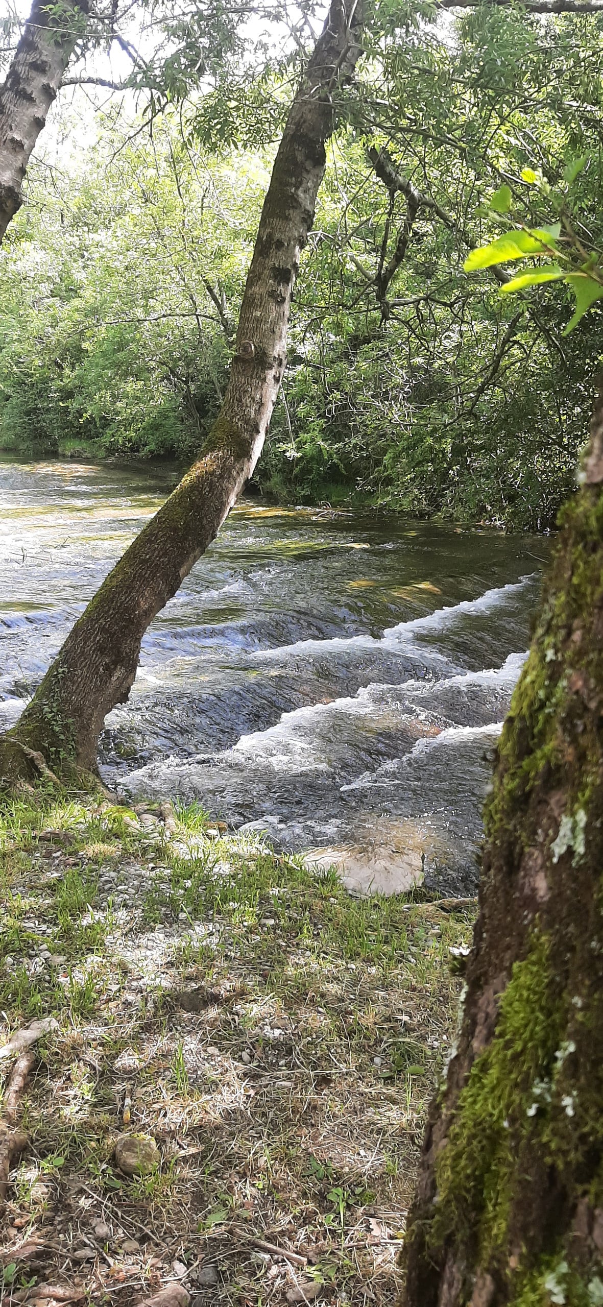 A tranquil riverside scene is presented, showcasing gently flowing water framed by lush greenery. Two trees stand prominently, their moss-covered bases reflecting the natural setting. Soft ripples on the water surface are visible, enhancing the serene atmosphere of the outdoor space.