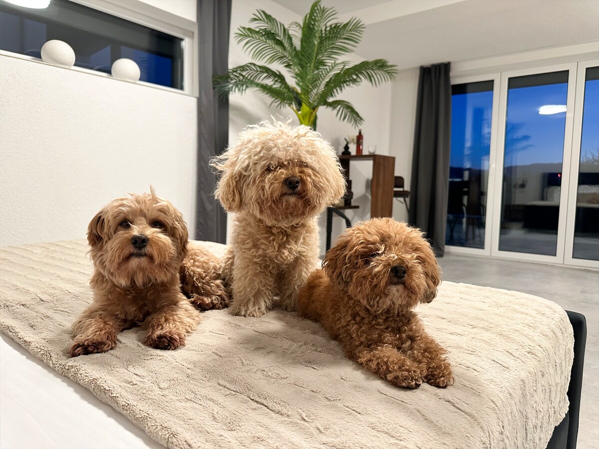Three small, fluffy dogs with curly fur are seen resting on a soft, light-colored blanket atop a spacious bed. A green plant provides a touch of nature in the background, while large windows allow natural light to illuminate the cozy space.