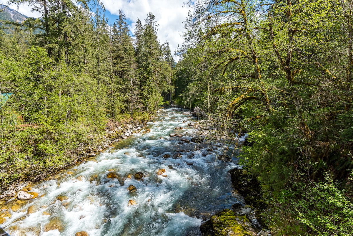 A flowing river winds through a lush green forest, framed by tall trees and vibrant undergrowth. Smooth stones are visible under the clear water, with gentle ripples created by the current. Sunlight filters through the foliage, casting dappled light on the scene.