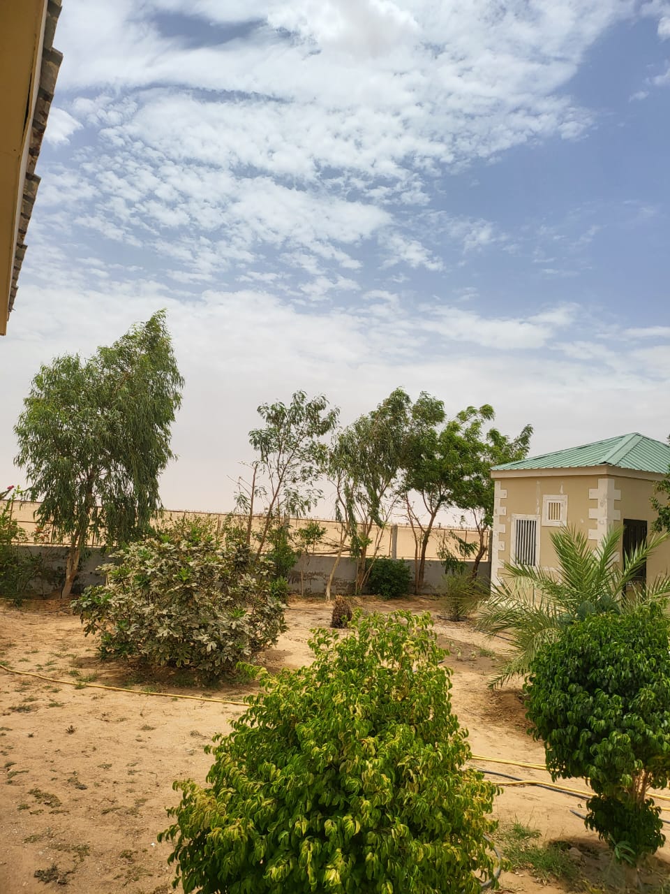 A garden space is visible, featuring a variety of trees and shrubs. The sky above is partly cloudy, with a gentle breeze observed in the movement of the foliage. A house with a green roof is positioned in the background against the serene landscape of the desert.