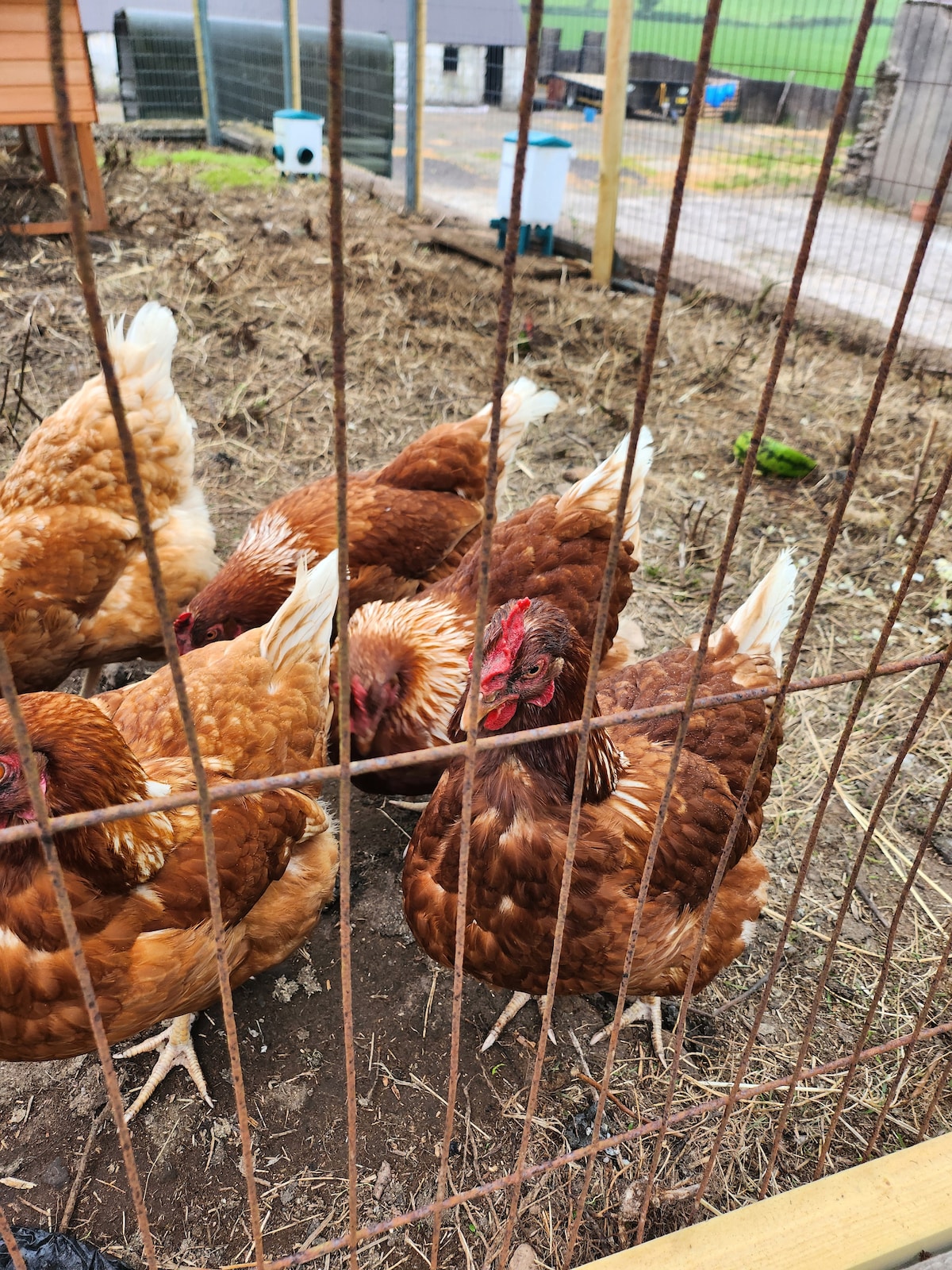 A group of chickens is seen foraging within a fenced enclosure. The chickens display a mix of brown feathering, with some featuring distinctive crests. The ground is earthy and littered with straw, contributing to the farmyard setting.