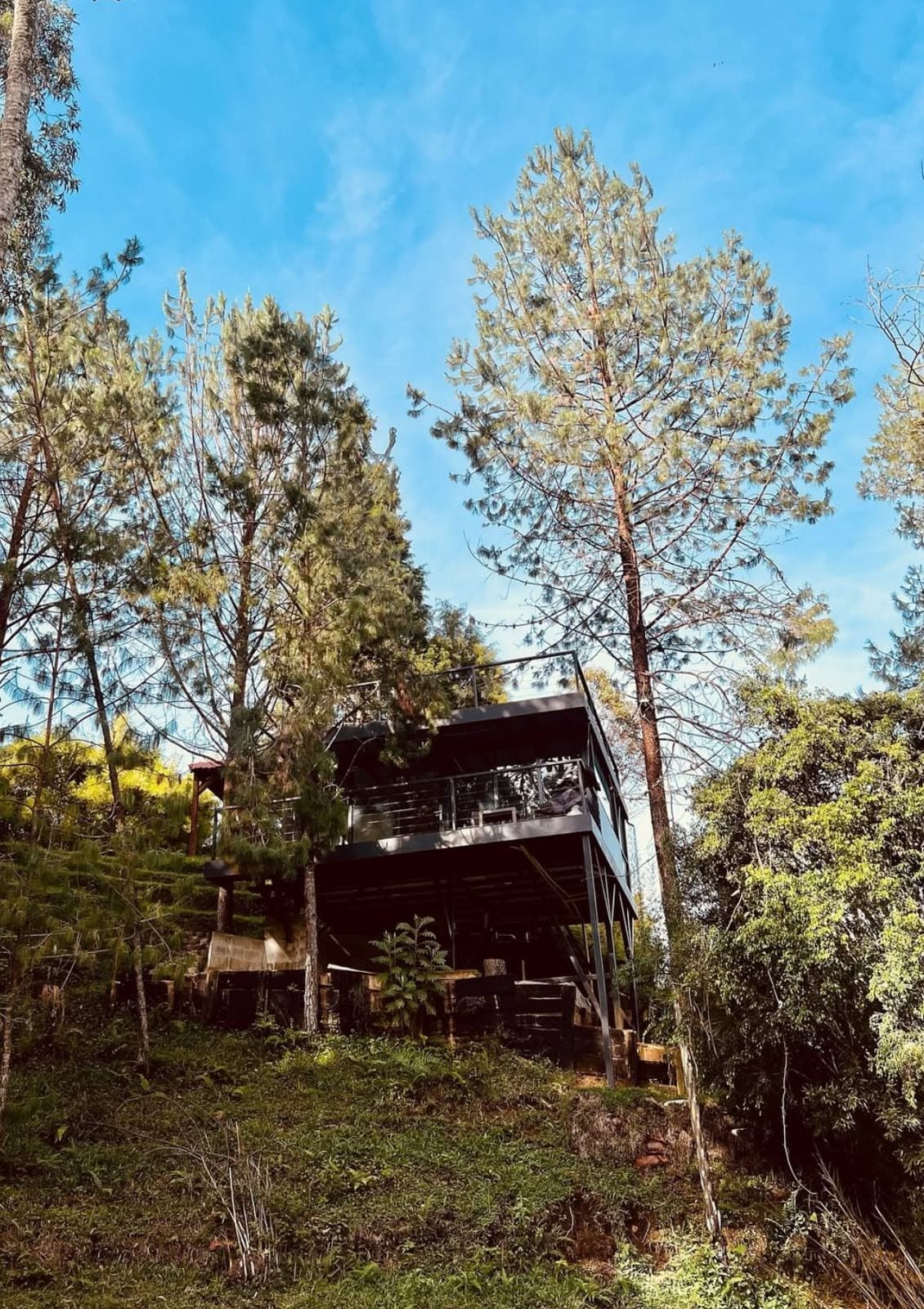 A modern cabin is situated among tall trees on a gentle slope, surrounded by greenery. The structure features a sleek design with a raised foundation, offering large windows that connect the indoor space to the outdoors. A clear blue sky serves as the backdrop.