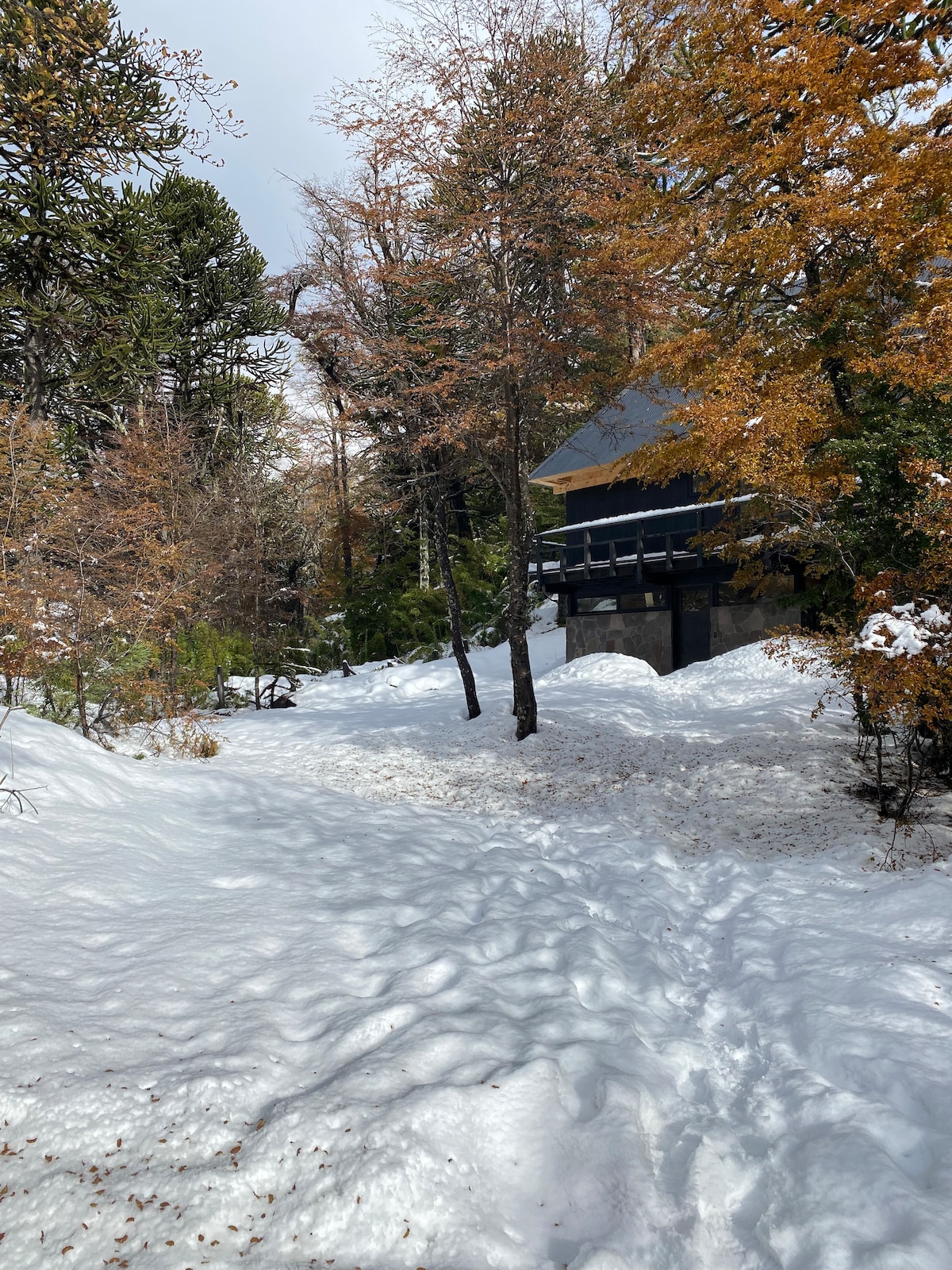 A snow-covered pathway meanders through the winter landscape, lined with trees displaying a mix of orange and evergreen foliage. A house is partially visible in the background, surrounded by a serene blanket of snow that creates a tranquil atmosphere.