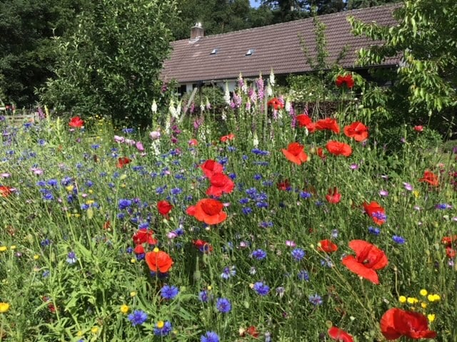 A vibrant garden is filled with a variety of wildflowers, including red poppies and blue cornflowers. The flowers create a colorful foreground, with a house partially visible in the background, surrounded by lush greenery and trees.