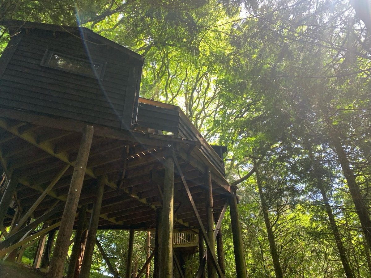 A tree house structure is elevated on wooden stilts, surrounded by lush green foliage. Light filters through the dense canopy, creating a serene atmosphere. The exterior features dark wooden siding and large windows that provide glimpses into the inviting interior.