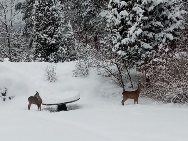 Two deer are seen exploring a snowy landscape, surrounded by dense trees and shrubs. A stone bench partially covered in snow is visible nearby, suggesting a peaceful outdoor area. The scene captures the serene beauty of winter in a natural environment.
