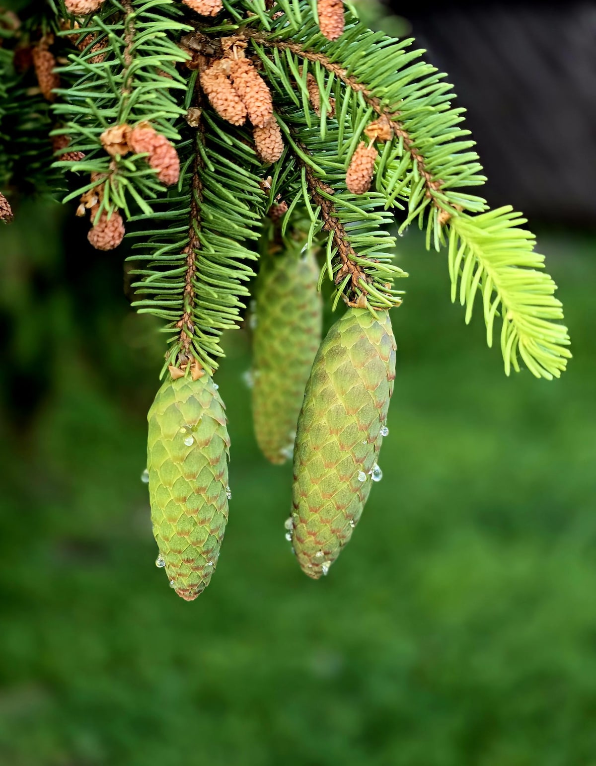 A branch of evergreen tree displays three cone structures, showcasing their textured green surface and light brown patterned scales. Dew droplets are visible on their surfaces, reflecting natural light. The background features blurred green foliage, enhancing the natural setting.