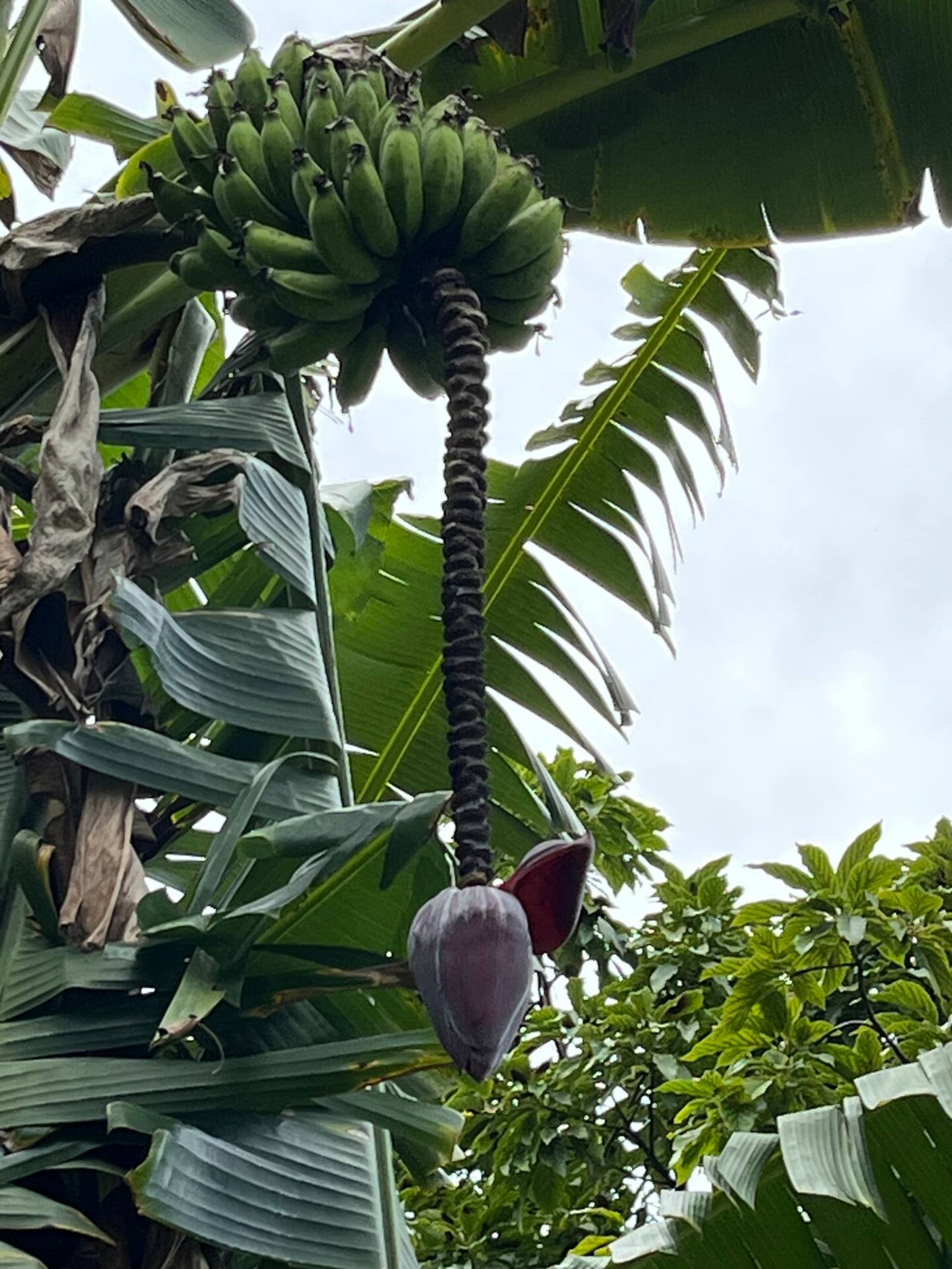 Honu Aloha Adventure Cottage - Photo 20
