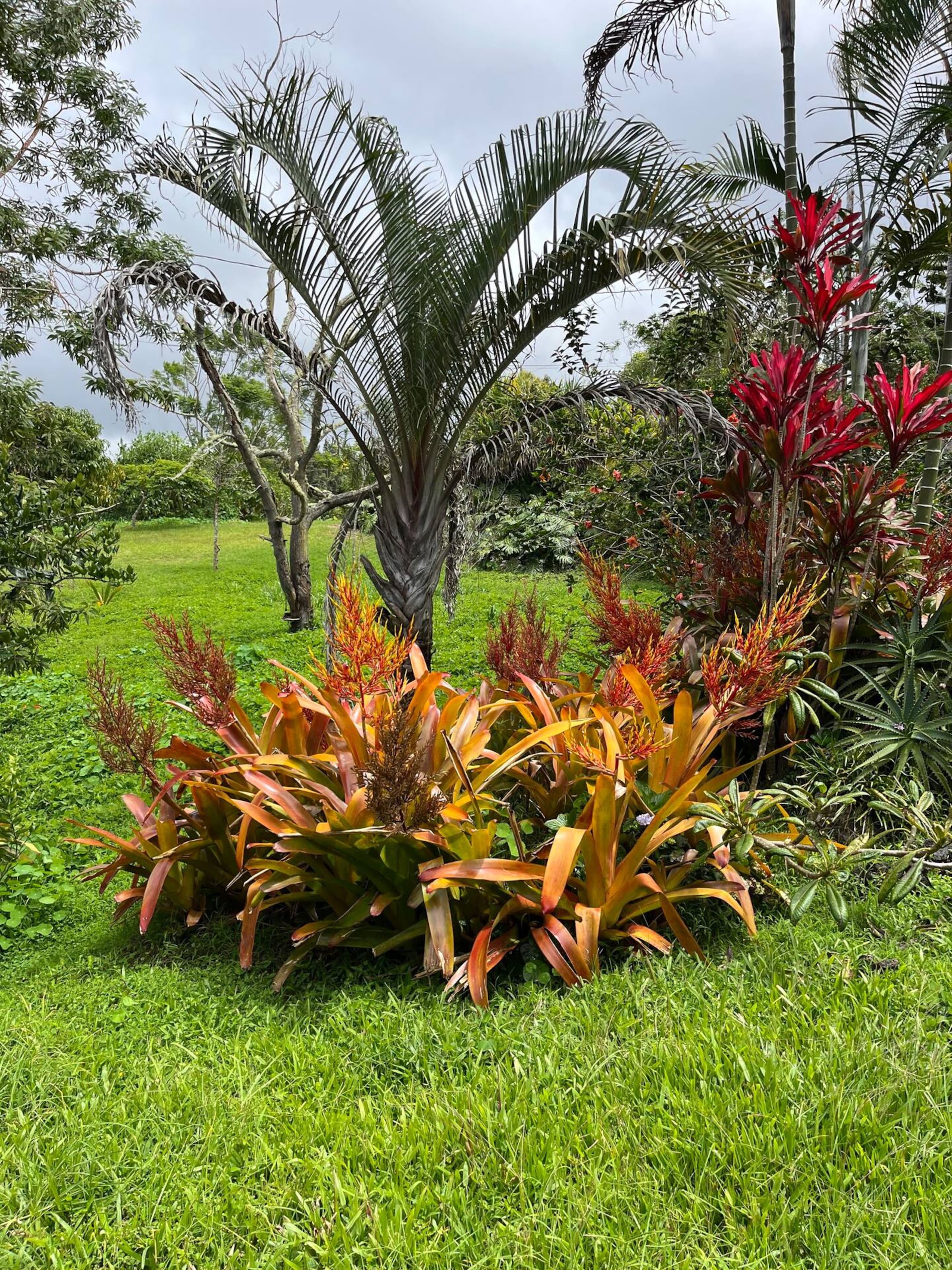 Honu Aloha Adventure Cottage - Photo 18