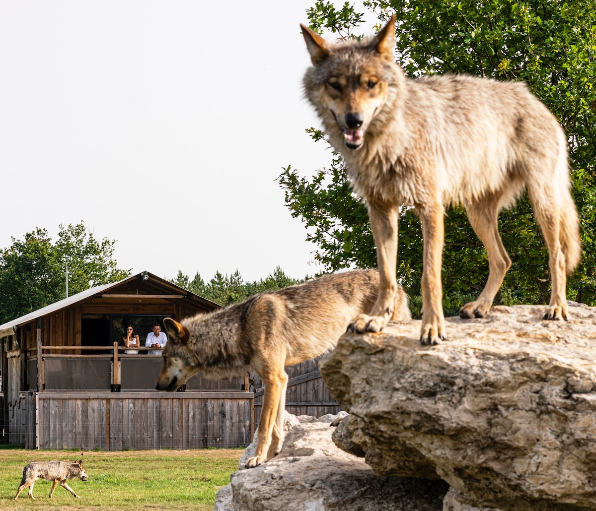 Two wolves are seen in the foreground, one standing on a rock while the other walks in the grass. In the background, a lodge is visible with two people observing the scene from a balcony, surrounded by trees.