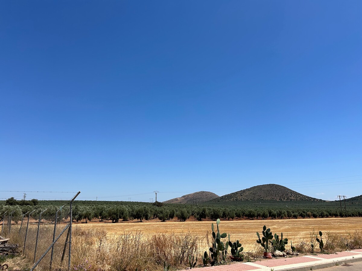The image shows a vast landscape with rolling hills in the background under a clear blue sky. In the foreground, a field of golden grass is visible alongside a cactus plant. Olive trees line the horizon, creating a serene and open atmosphere.