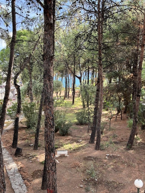 Pine trees Apartment