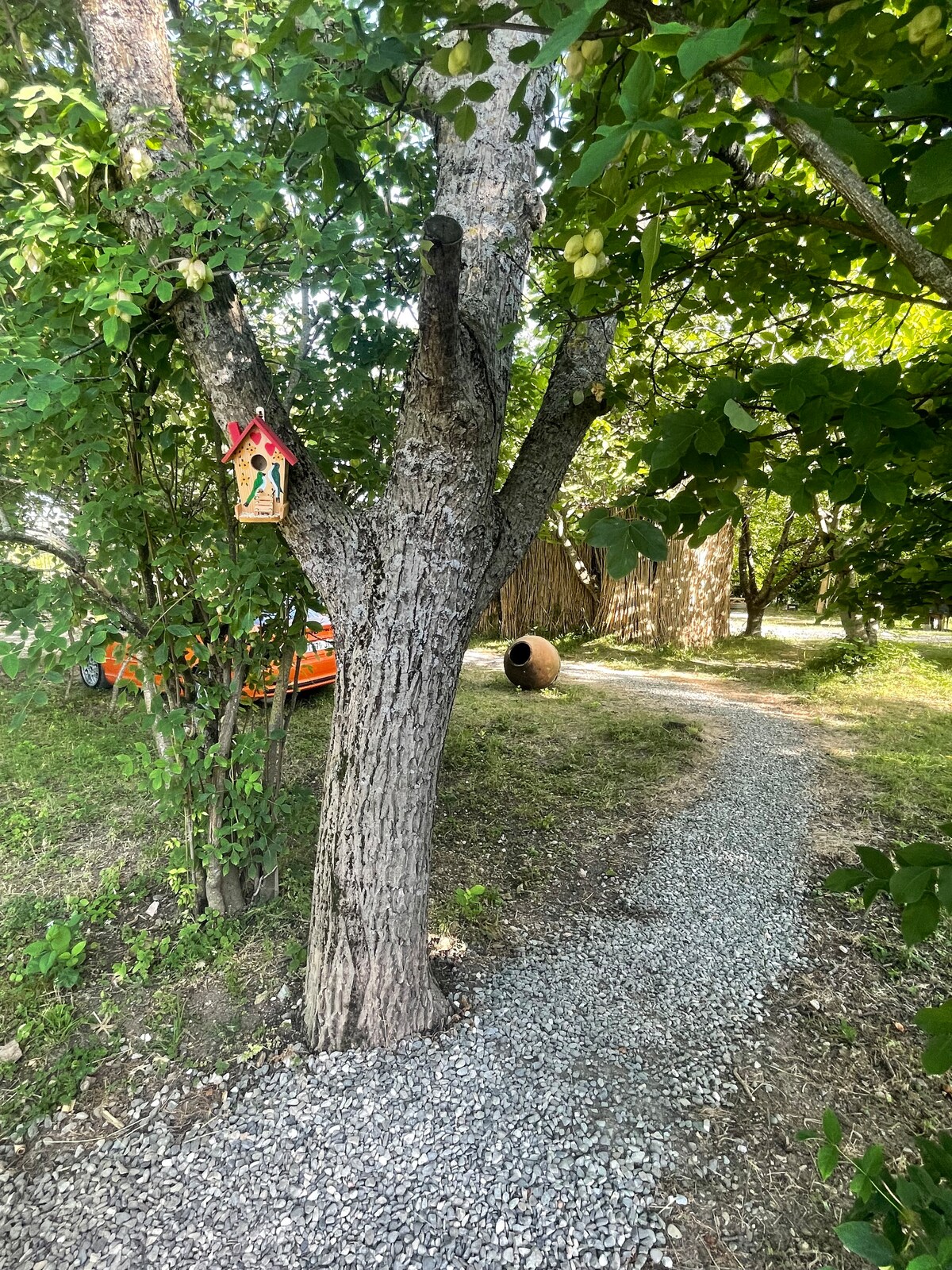 A gravel path meanders through trees, leading to a rustic area. A birdhouse hangs from a sturdy tree trunk, while greenery provides shade. A clay pot is partially visible nearby, adding a natural touch to the serene outdoor setting.