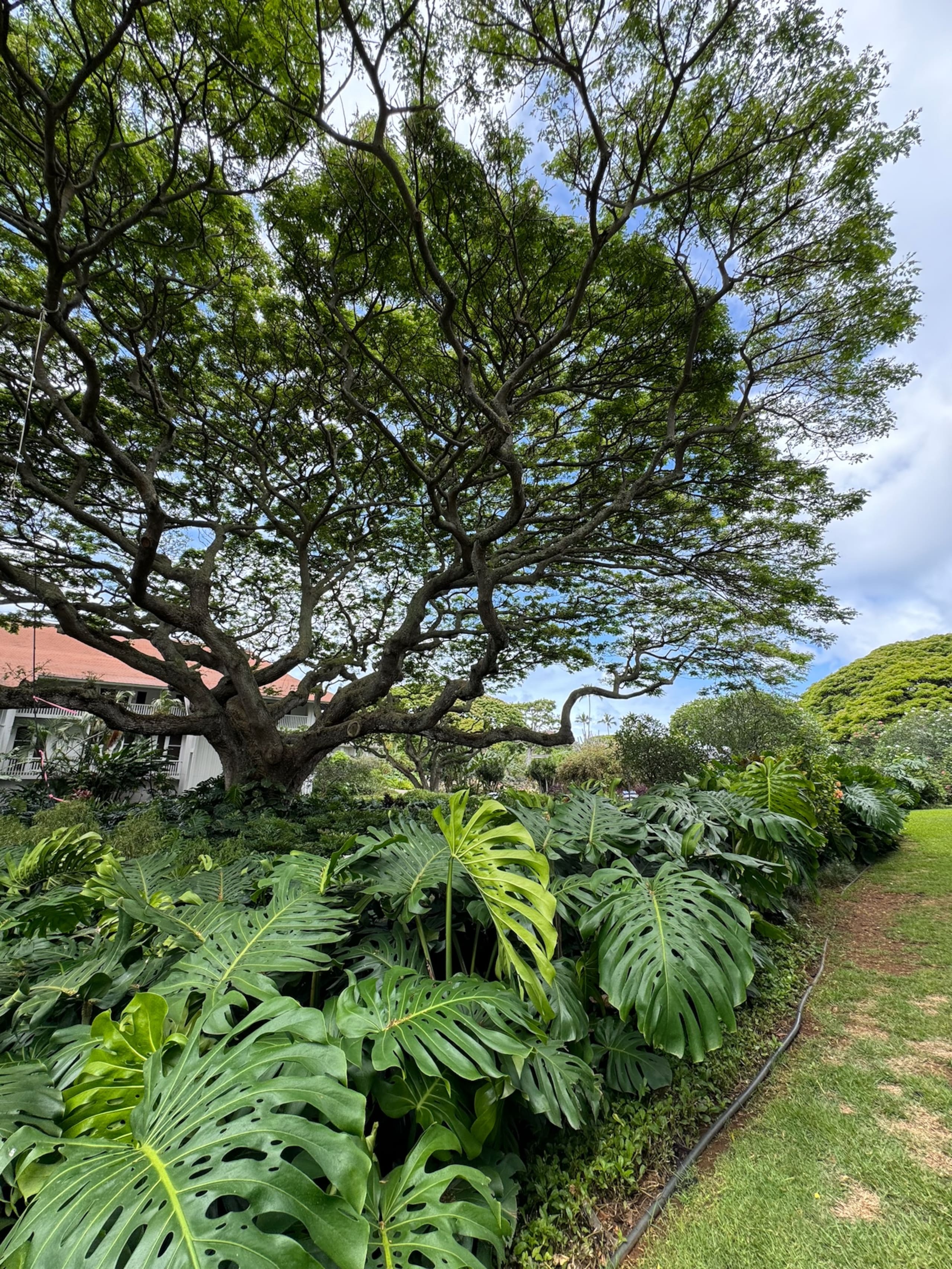 Condo in Koloa · ★4.93 · 2 bedrooms · 5 beds · 2 baths - Photo 43