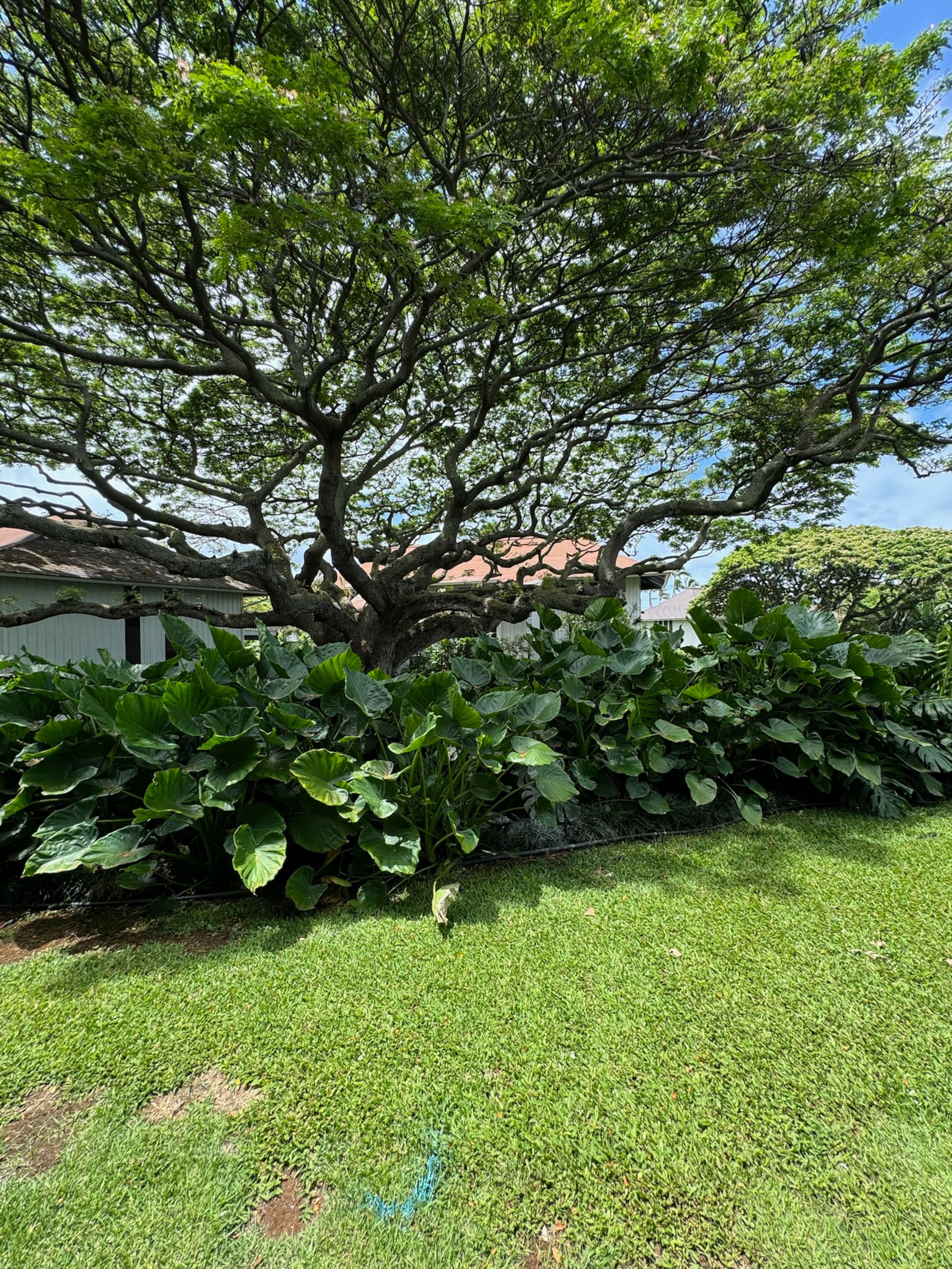 Condo in Koloa · ★4.93 · 2 bedrooms · 5 beds · 2 baths - Photo 42
