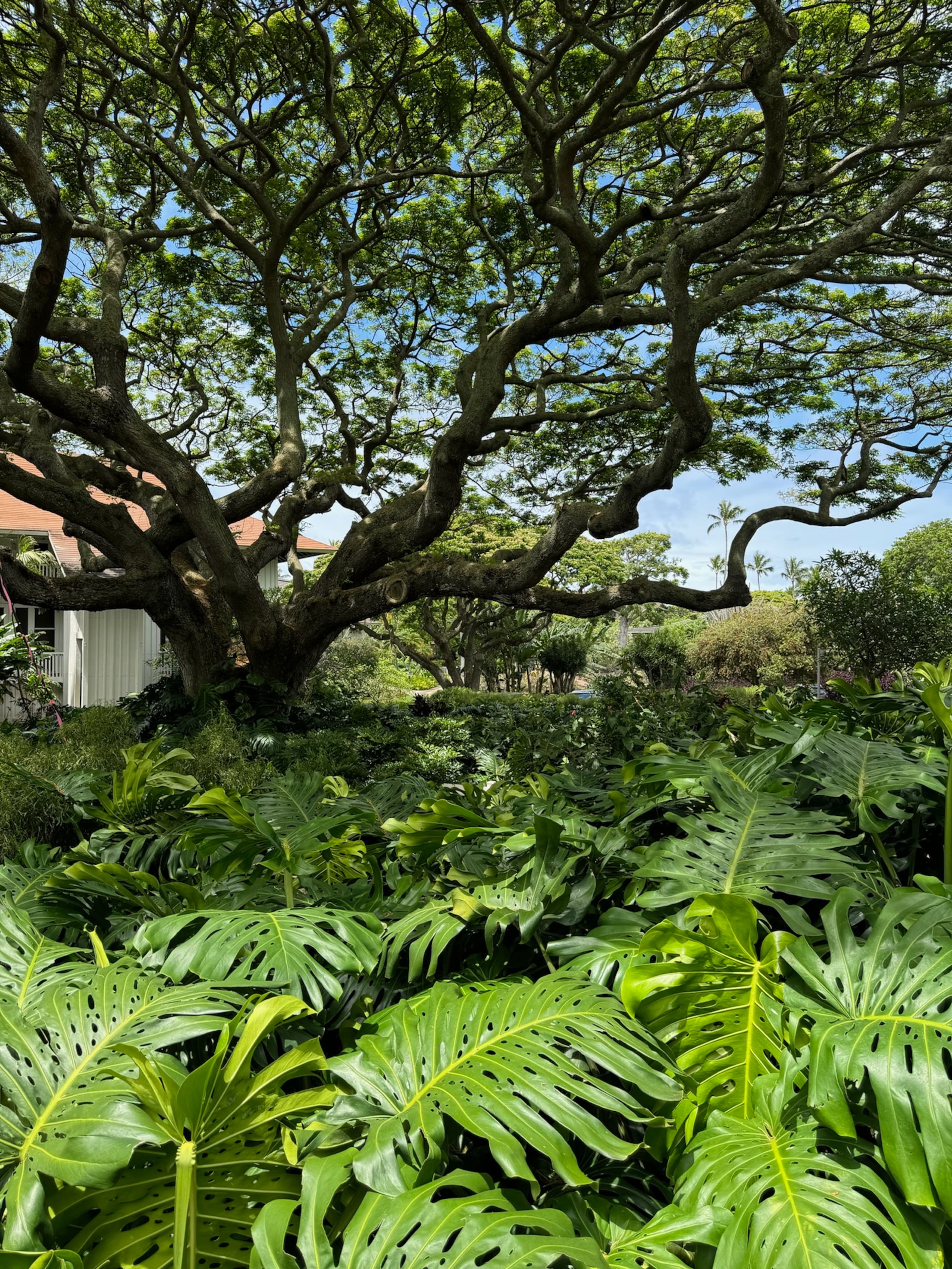 Condo in Koloa · ★4.93 · 2 bedrooms · 5 beds · 2 baths - Photo 44
