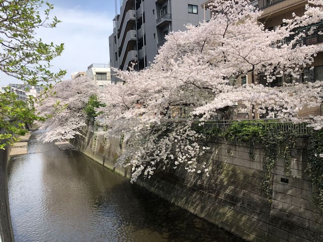 新宿＆渋谷&大久保近く!駅から5分。東京中心の私人别墅! 美しい桜と川(0ｍ)の眺め!専門会社の清掃 gallery image 2