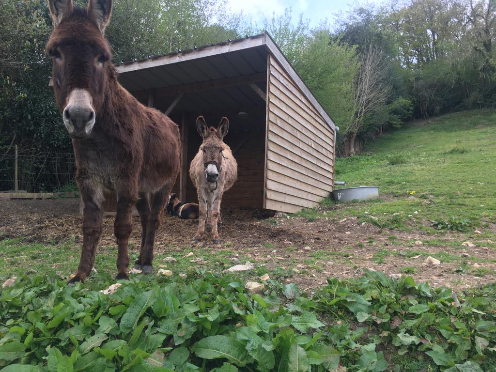 Two donkeys are shown standing near a wooden shelter. Green grass and leafy plants cover the ground in the foreground. The area is surrounded by trees and shrubs, providing a natural backdrop.
