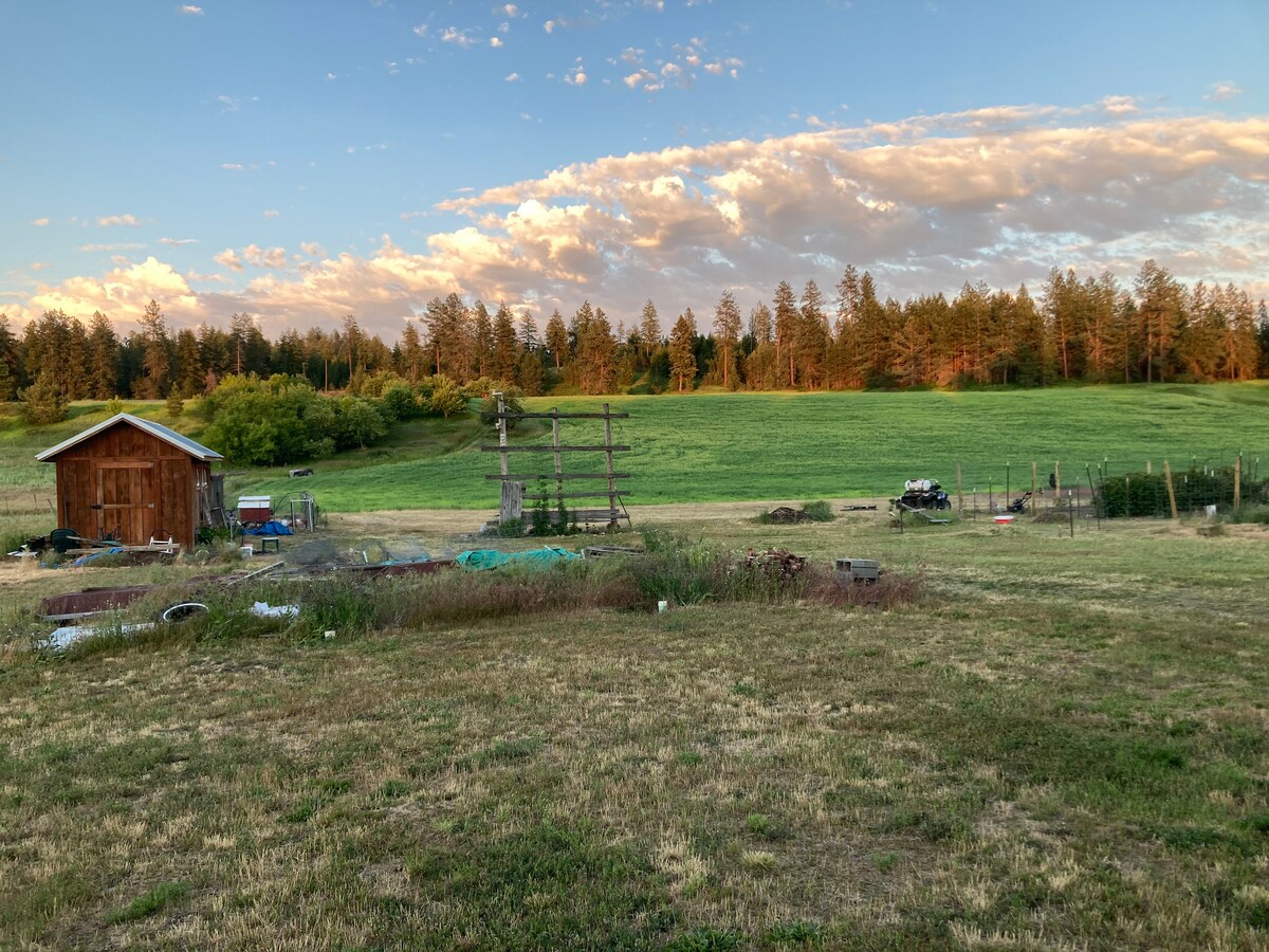 A serene rural landscape is captured, featuring a wooden shed and various gardening tools scattered across the grassy area. Lush green fields stretch into the background, framed by trees under a softly colored sky with clouds.