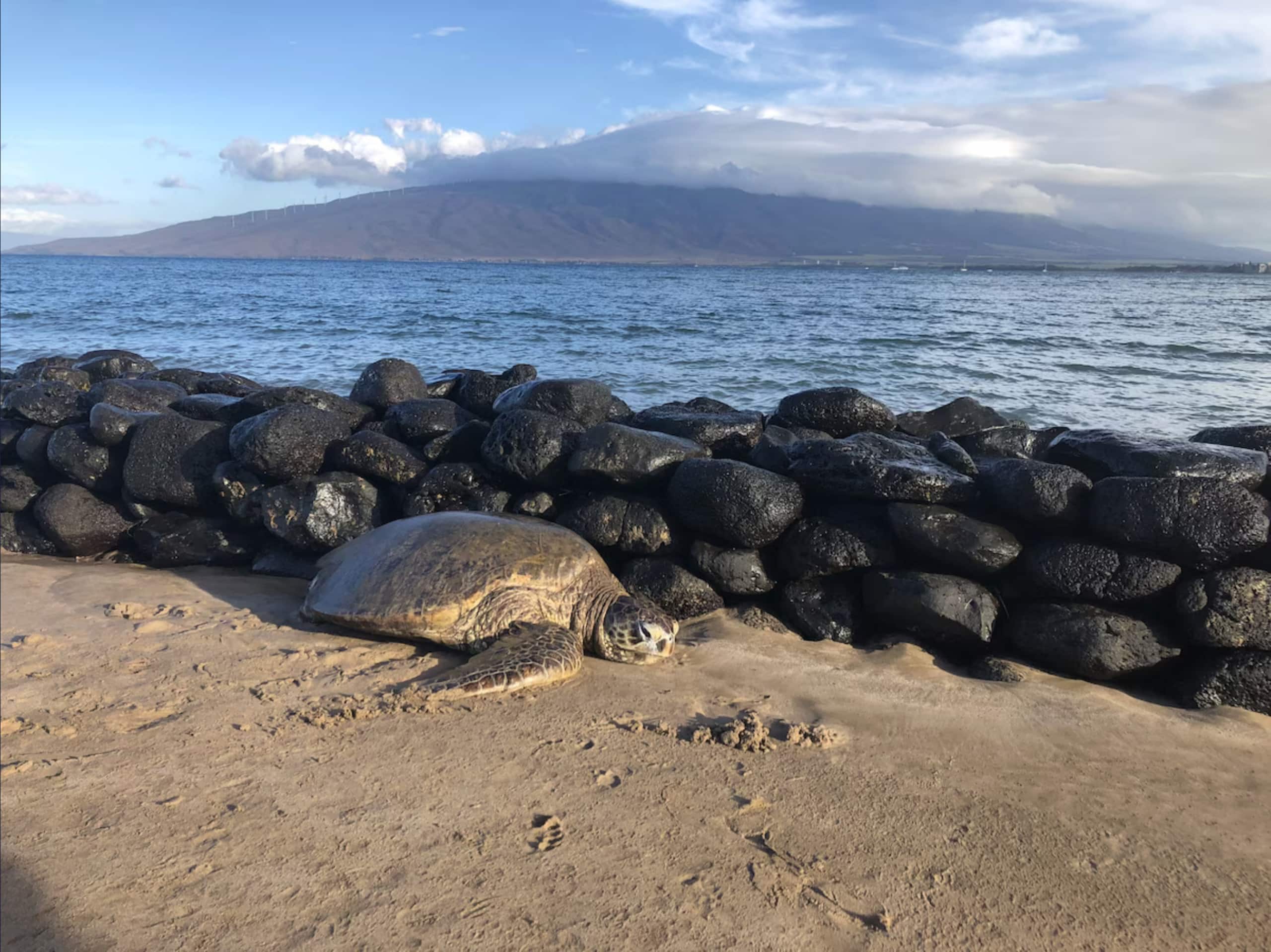 Lowest rates in Wailea right now! Spacious 5-star - Image 24