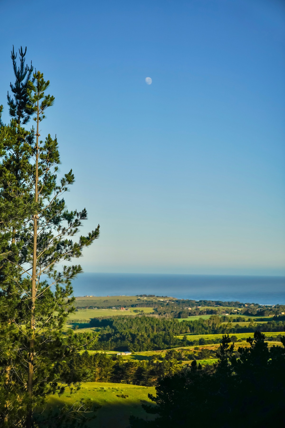 A serene landscape captures the rolling green hills leading to the ocean. The coastline is visible in the distance, with the sky clear and a sliver of the moon present. A tall pine tree frames the left edge of the image, adding to the natural ambiance.