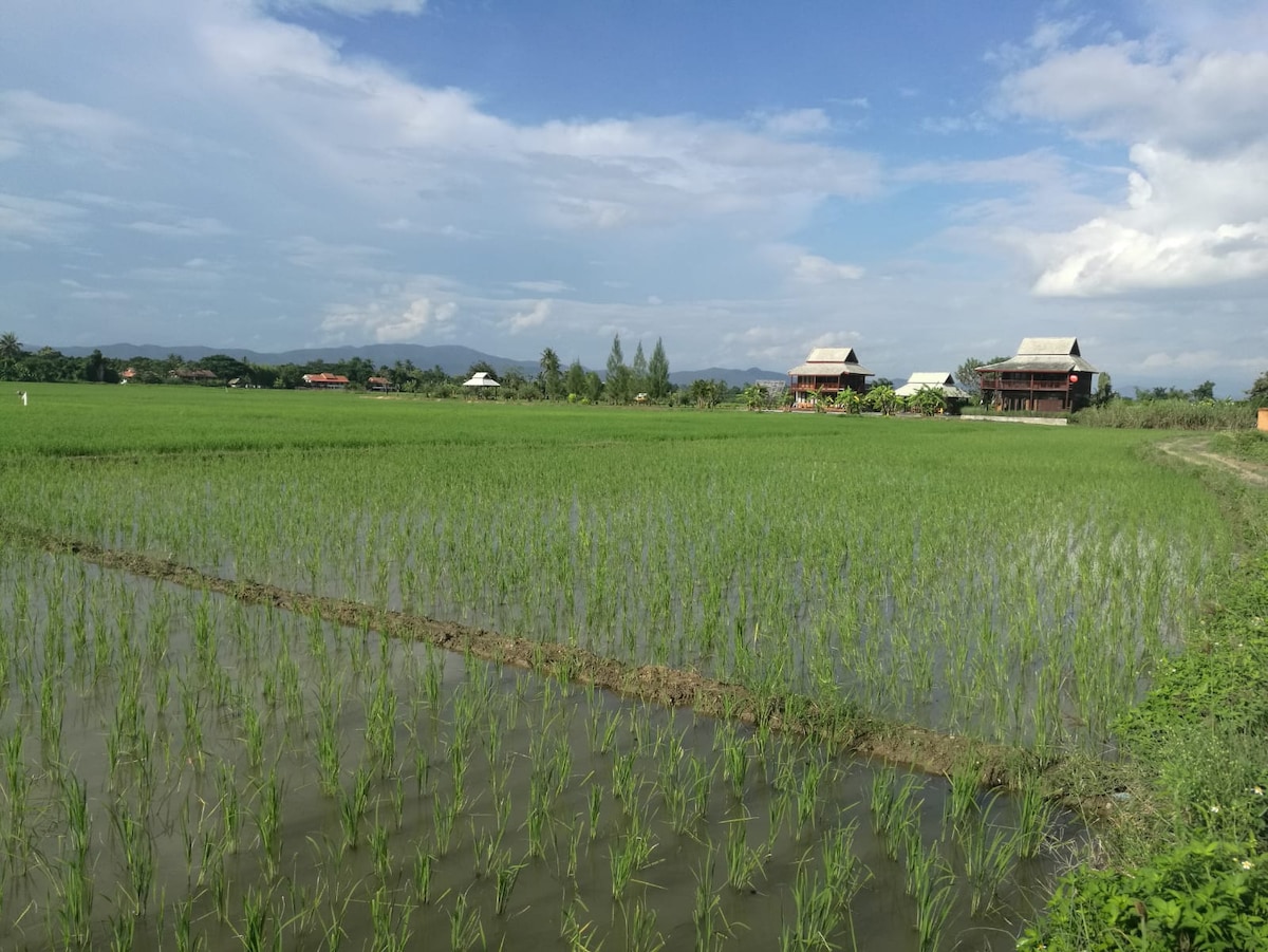 Lush, green rice fields stretch towards the horizon under a clear blue sky. In the distance, two authentic Thai-style houses are set against a backdrop of gently rolling mountains, providing a serene and agricultural landscape.