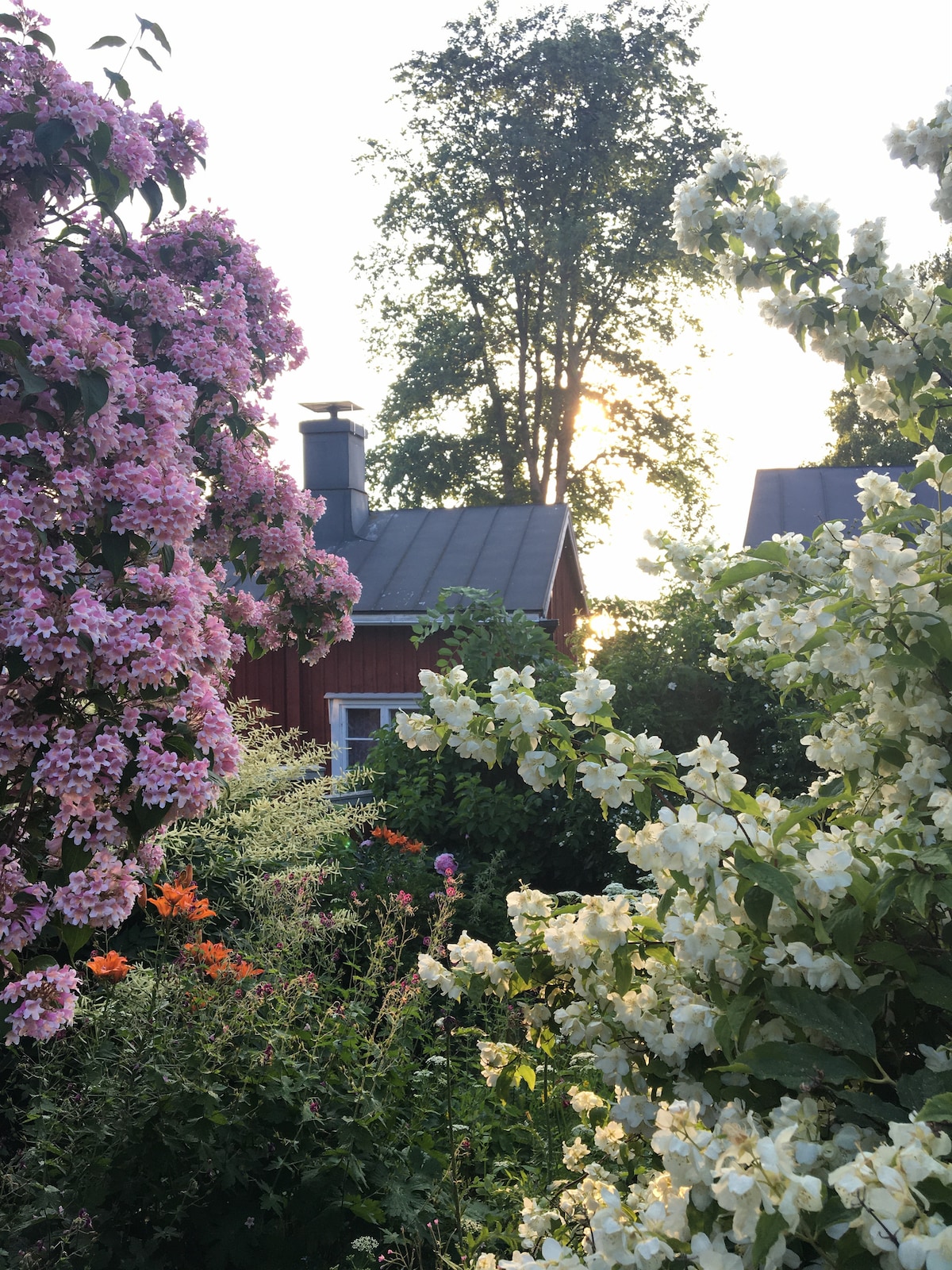A vibrant flower garden is filled with blooming pink and white flowers, creating a lush backdrop. A traditional red wooden house is partially visible among the greenery, with sunshine filtering through the trees, suggesting a serene atmosphere.
