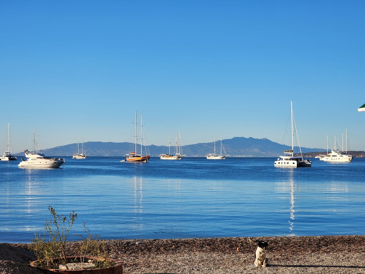A serene view of calm waters reflecting a clear blue sky, dotted with several sailboats anchored in the distance. The shoreline features pebbles and a small plant, adding a natural element to the tranquil seaside setting.