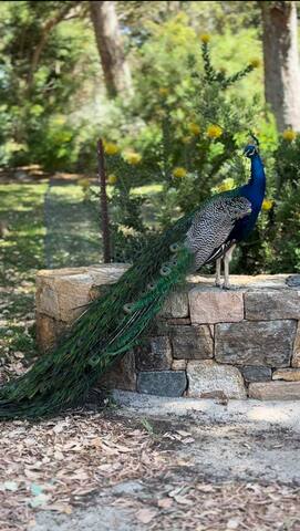 Wilderness – private oasis with lap pool gallery image 4