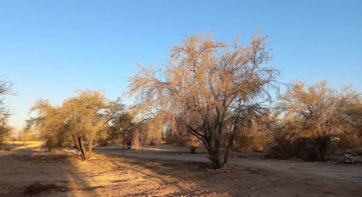 A spacious outdoor area is surrounded by dry, desert vegetation. Scattered trees with sparse branches create natural shade across the ground. The terrain is mostly sandy, reflecting sunlight under a clear blue sky.