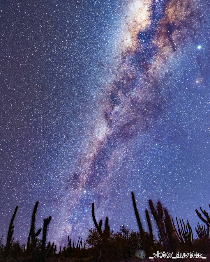 A star-filled night sky showcases the Milky Way, with vibrant colors blending throughout the galaxy. The silhouette of tall cacti stands in the foreground, adding natural texture to the serene landscape under the expansive cosmic display.