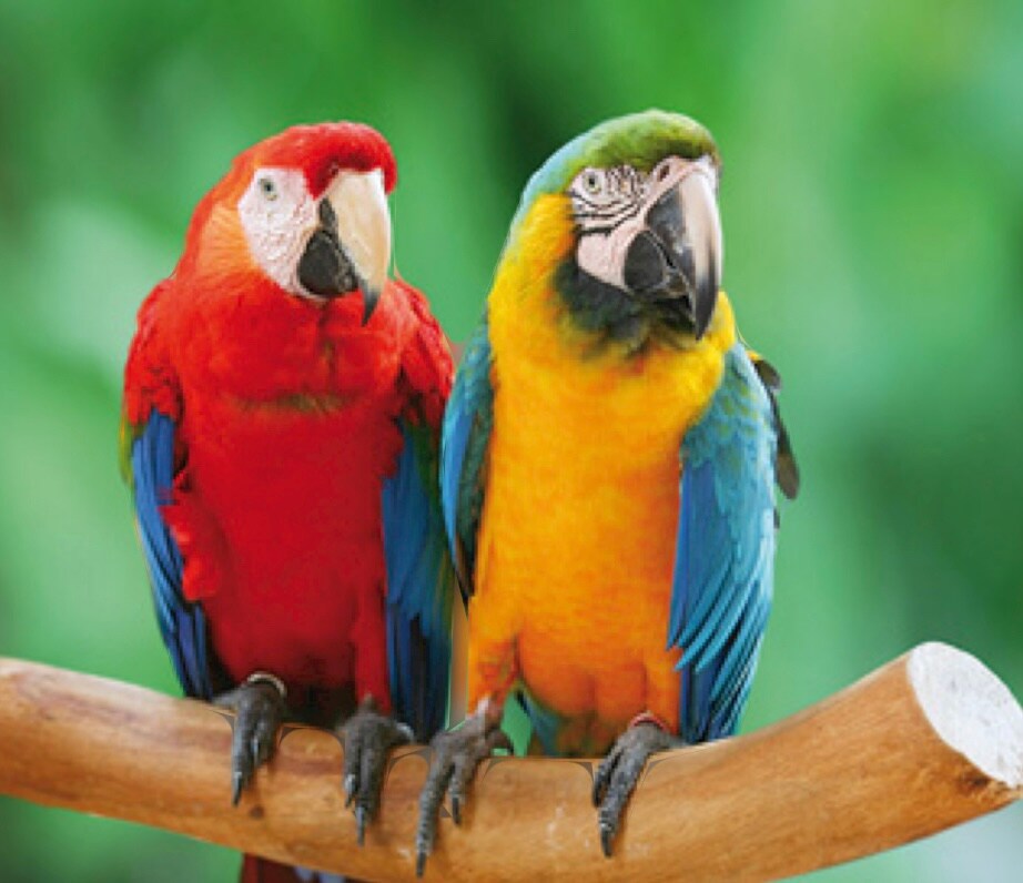 Two vibrant parrots are perched on a natural branch. The left parrot displays bright red plumage with accents of blue, while the right parrot features a mix of yellow and blue feathers. A lush green background highlights their colorful appearance.