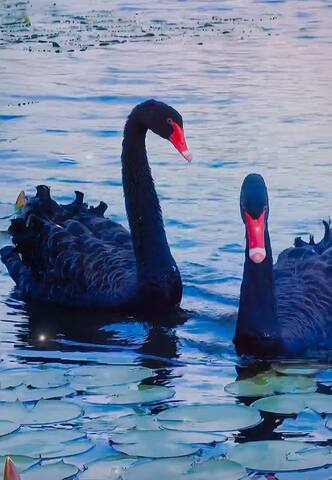 Lakeview Bliss|Black Swans|Golf Retreat in Brissy gallery image 2