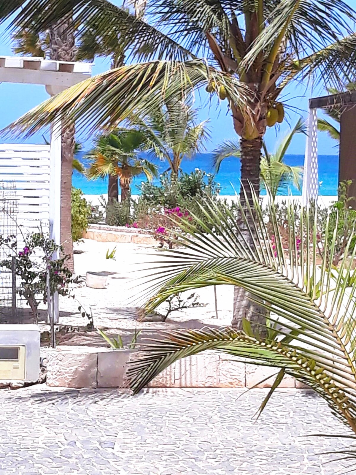 A view through palm trees reveals the ocean in the background, with vibrant blue waters contrasting against white sand. Lush greenery and colorful flowering plants outline the pathway leading toward the beach, creating a serene and inviting atmosphere.