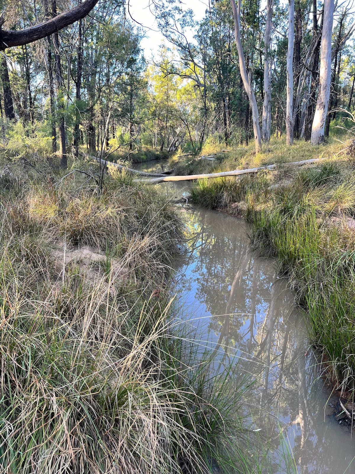 A tranquil natural setting is depicted, featuring a narrow stream bordered by grassy banks. Sunlight filters through the trees, casting gentle reflections on the water's surface. Tall grasses and scattered foliage enhance the serene environment.