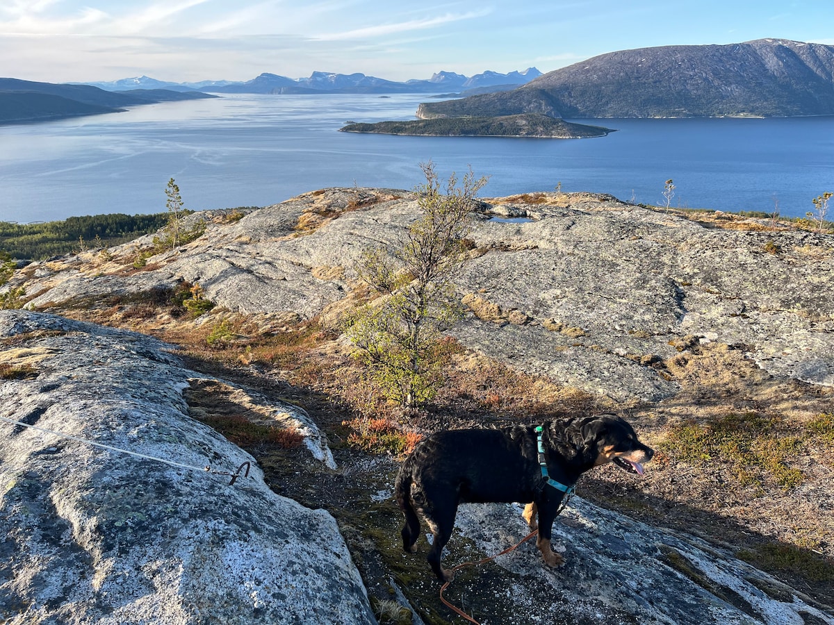 A scenic view of a rocky landscape overlooks a calm body of water, with islands visible in the distance. A black dog stands on the rocks, enjoying the surroundings, while sparse trees and mountain ranges create a natural backdrop.