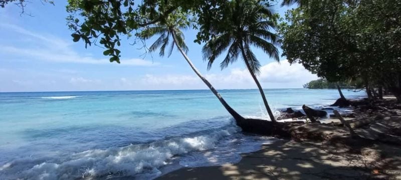 The serene beach scene features gentle waves lapping at the shore, with palm trees leaning over the water. A clear blue sky complements the vibrant blue hues of the sea, creating a tranquil coastal atmosphere surrounded by lush greenery.