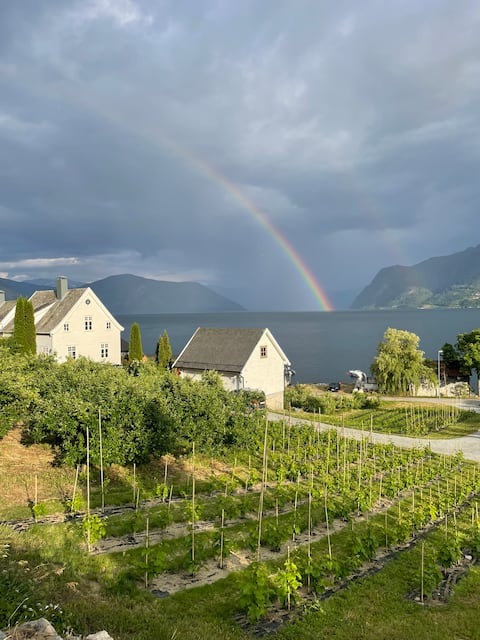 Vineyard by the Sognefjord