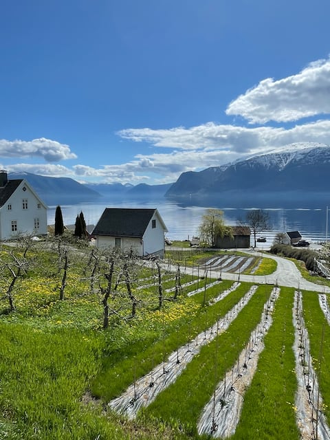 Vineyard by the Sognefjord