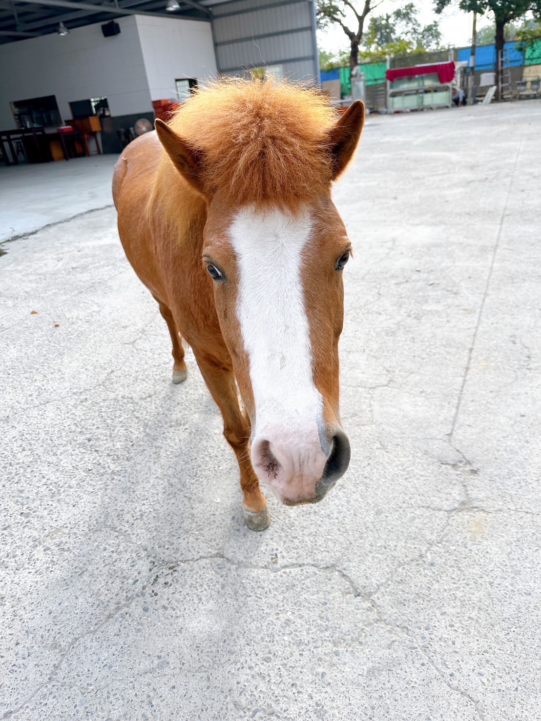 A small, brown pony with a fluffy mane stands on a concrete surface. The pony's white stripe extends down its face, and its attentive gaze is captured in the open, airy space of a barn. Natural light brightens the scene.