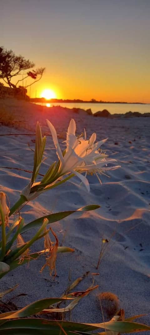 Villa Eredina by Eleonora…and you're on the beach