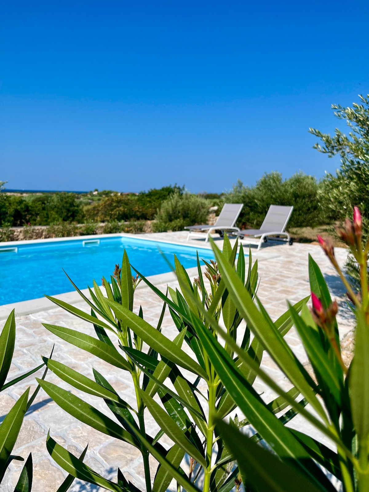 A swimming pool is surrounded by natural stone paving and green foliage. Two lounge chairs are positioned beside the pool, with a clear blue sky and distant olive trees visible in the background.