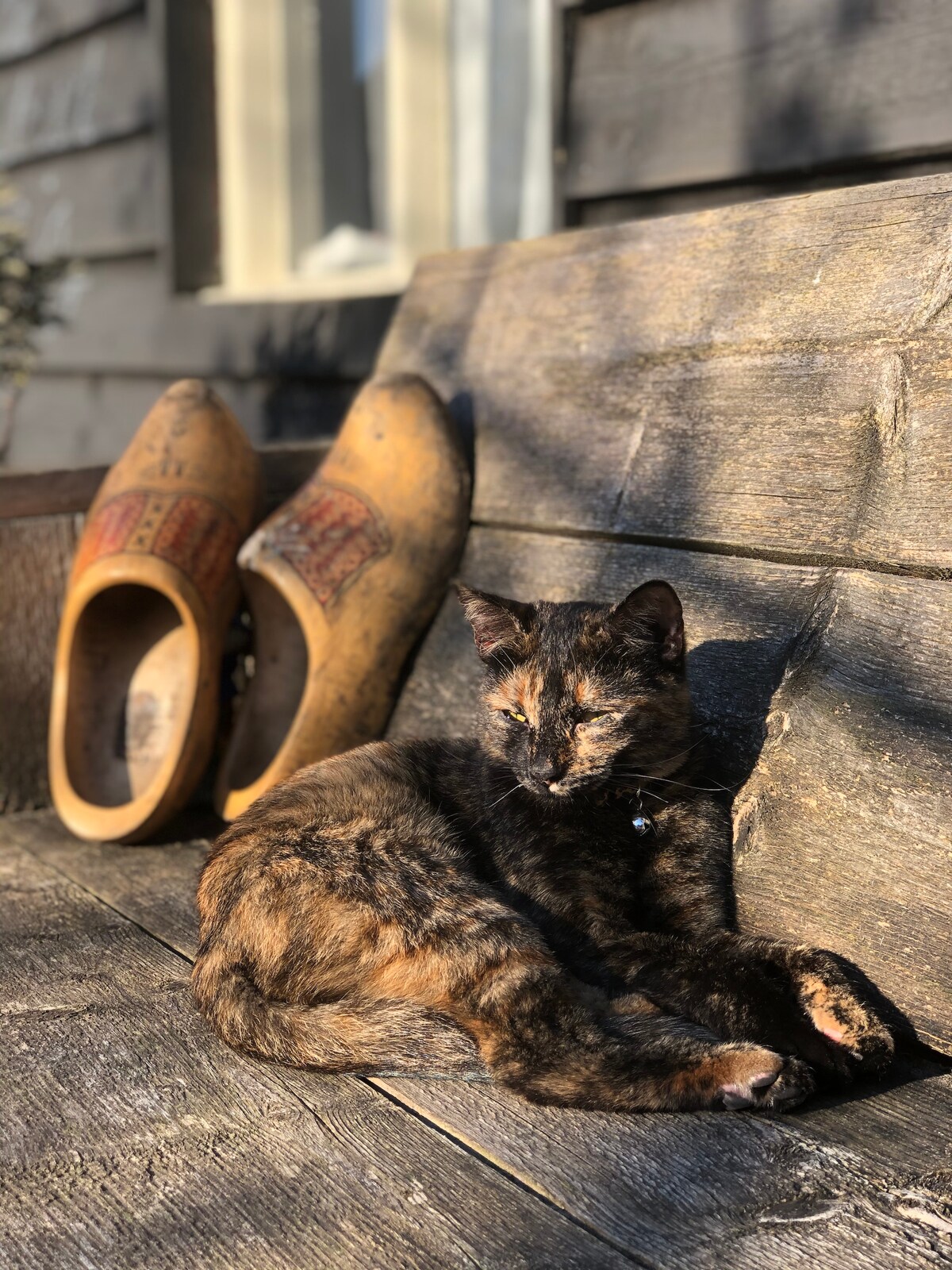 A calm tortoiseshell cat rests on a wooden bench, basking in sunlight. Traditional wooden clogs are placed nearby, contrasting the textured surface of the bench. The background features a window, allowing natural light to enhance the serene setting.