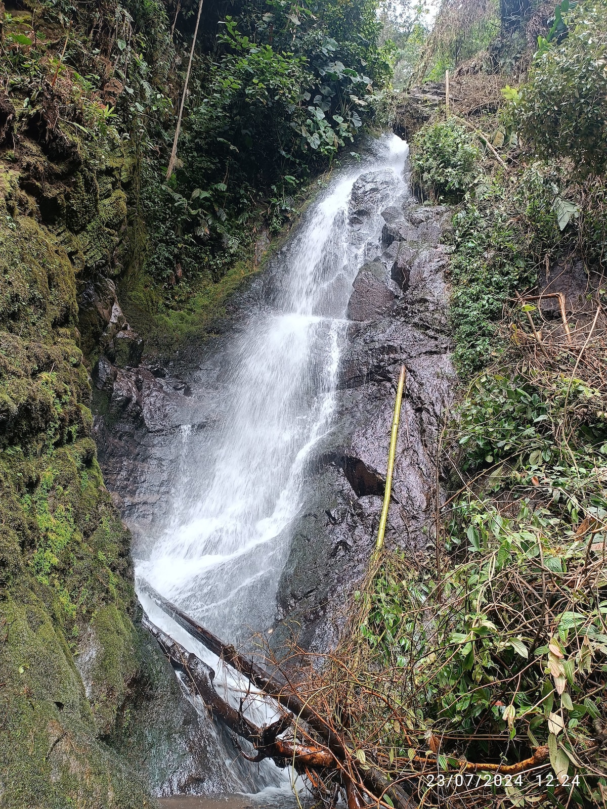 A cascading waterfall flows down rocky surfaces, surrounded by lush greenery and dense foliage. The water appears clear and vibrant, reflecting the natural environment. Vines and branches are visible, adding texture to the scene amidst the tranquil sound of flowing water.