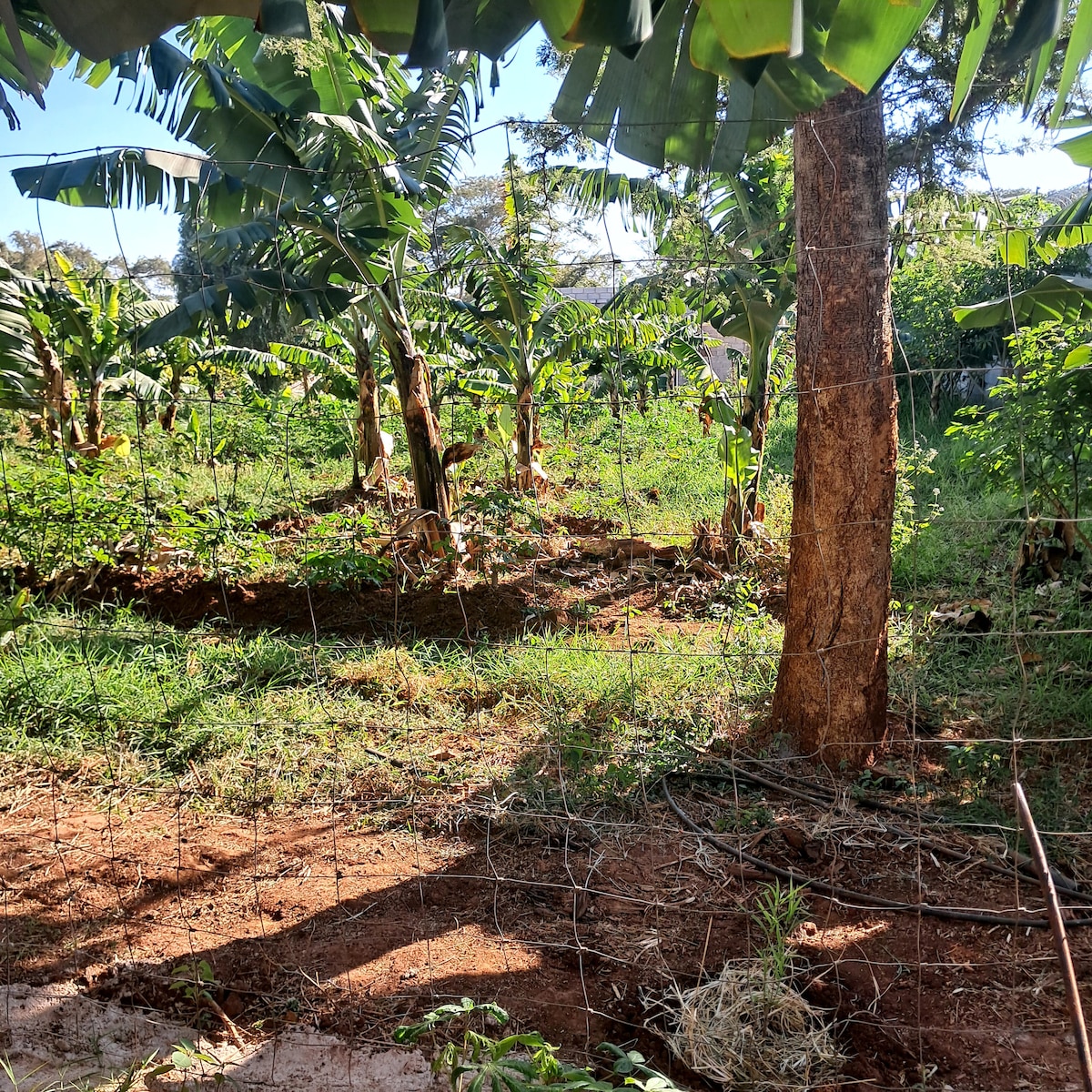 A lush garden area is depicted, featuring several banana trees amidst vibrant green foliage. The landscape is accompanied by a wooden post and a wire fence, creating a natural boundary. Sunlight filters through the leaves, casting gentle shadows on the ground.